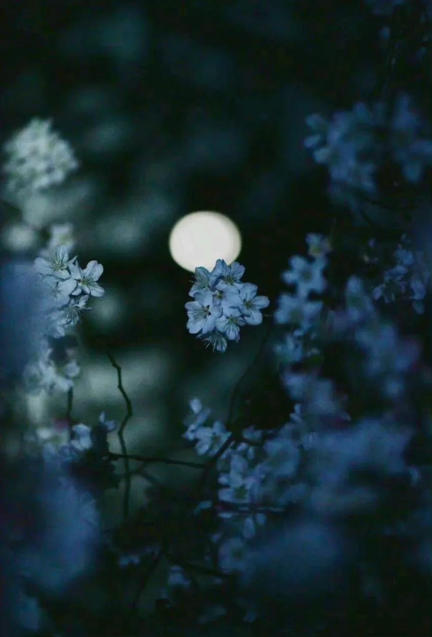 裁梦为笺，折月做诗