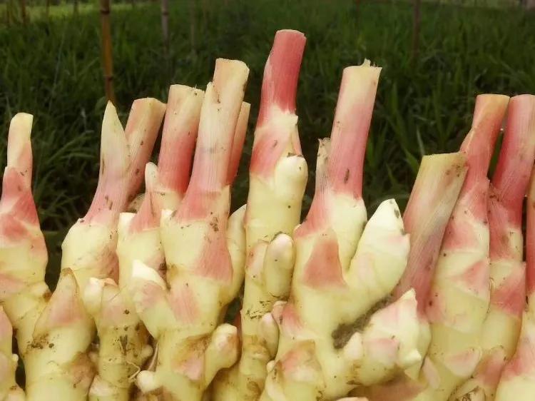 中国地理标志产品生姜,中国地理标志产品