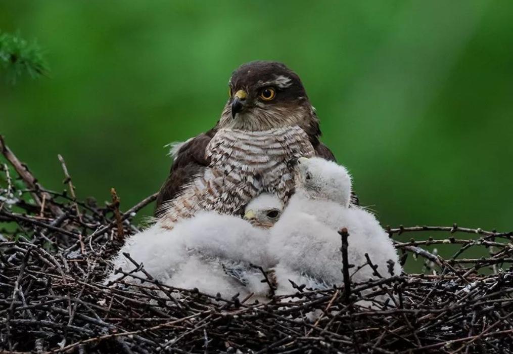 野性贵州有问必答丨这种猛禽会空中翻身,个子虽小战力爆表