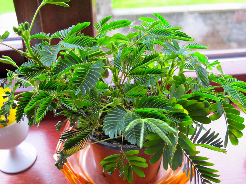 20种大毒花你家里养了吗,4种大毒花家里经常养