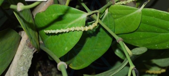 胡椒是属于什么香料,胡椒是什么样的颗粒