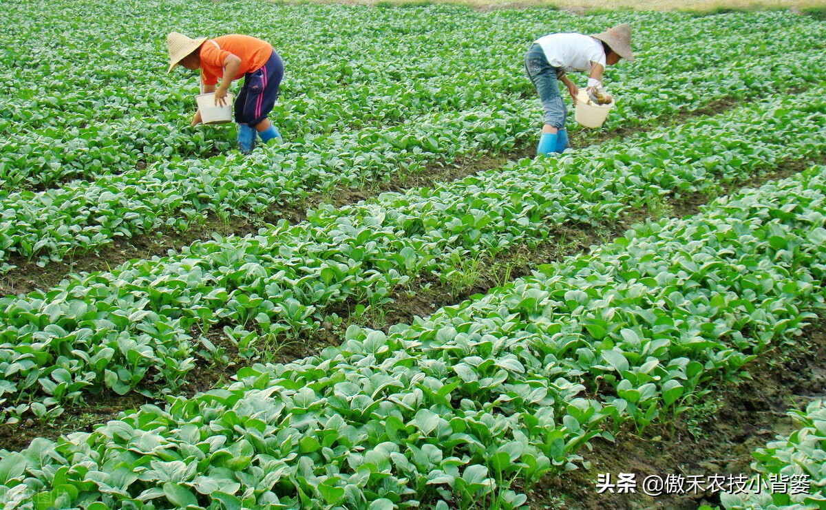 哪些肥料混用后容易“起冲突”,哪些肥料混用后能做“好朋友”?