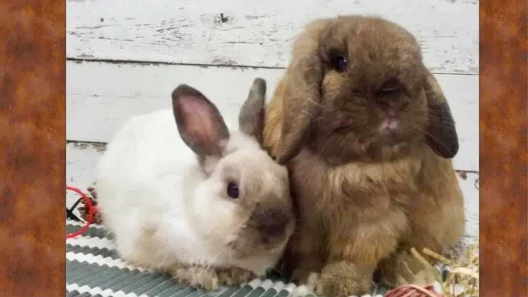 新加坡遛娃免费景点推荐一下,新加坡周末遛娃