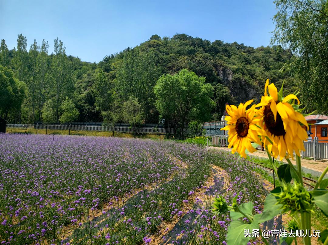 密云人间花海水上乐园水有多深,密云戏水乐园水上花海