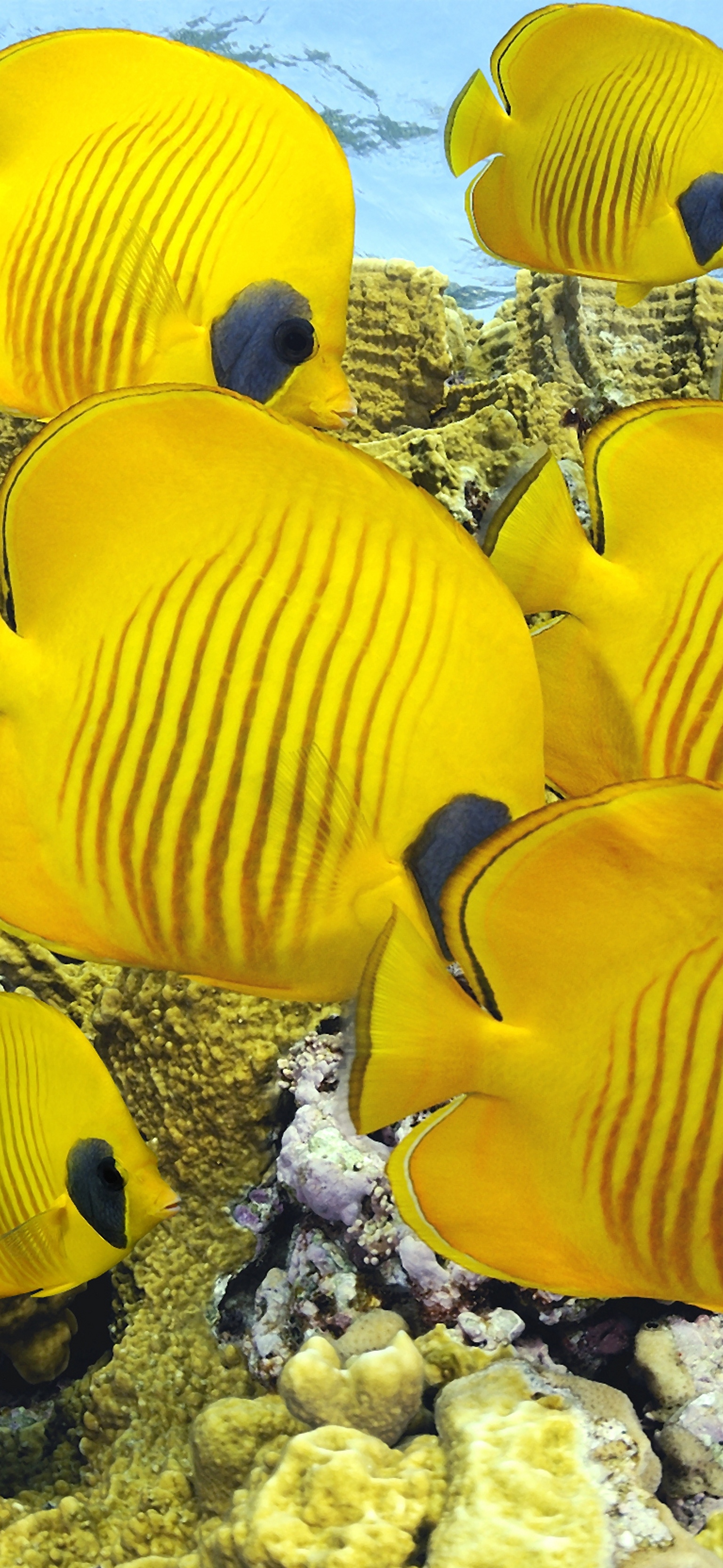 原图壁纸：鱼儿在海里游来游去，自由自在