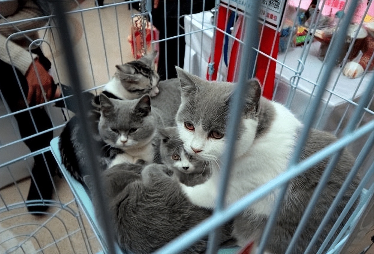 买英短看品相,买英短猫要问卖家什么问题