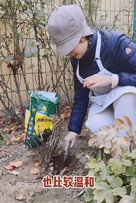 徐俐：变身农村大妈，对小花园进行冬季“修剪施肥保温”养护管理