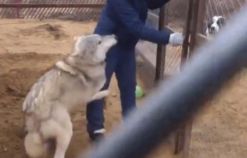 大型犬真的让人很有安全感,建议女生养的大型犬有安全感