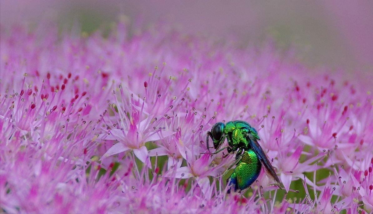 蟑螂的噩梦：自然界的“摄魂怪”，把蟑螂变成傀儡，让它主动赴死