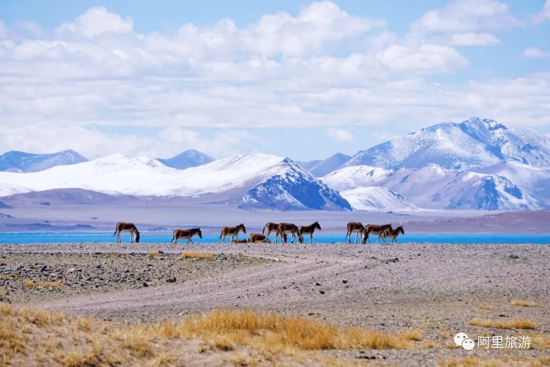 *藏西**不靠海,也能坐拥顶级颜值?靠的是“一措再措”!