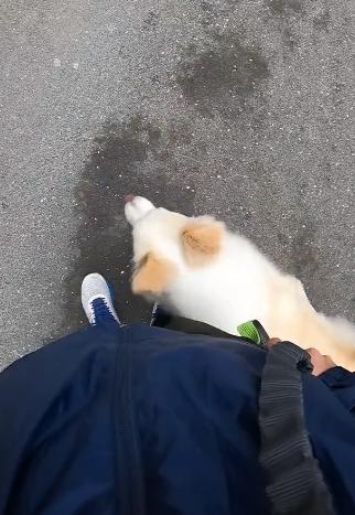 驴得水小朋友是智障猫吗,全网公认的智障猫怕水