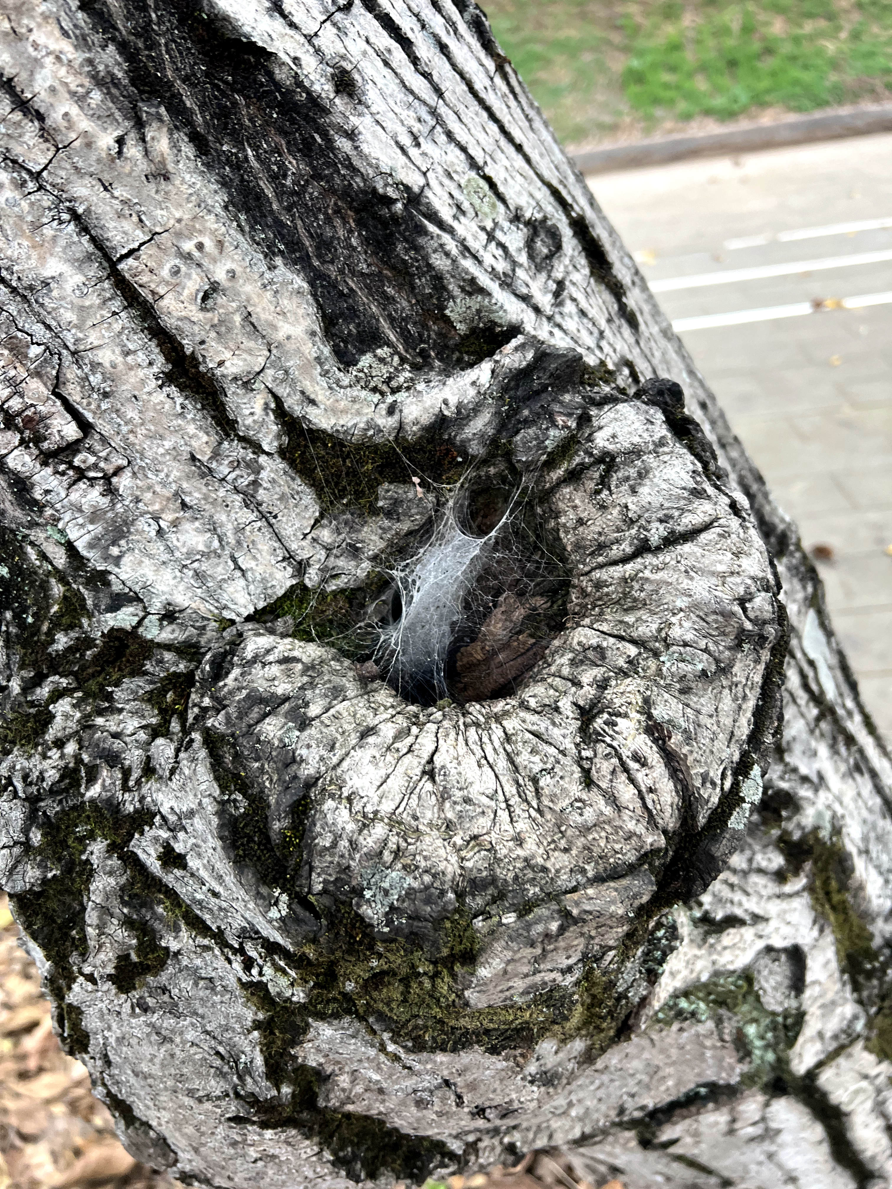 四川广元剑阁核桃树,广元剑阁核桃树