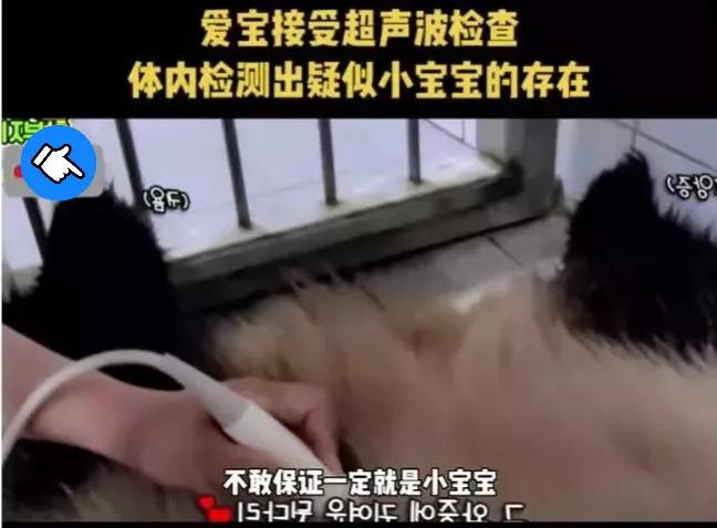 福宝是自然受孕的熊猫宝宝吗,爱宝和福宝自然受孕