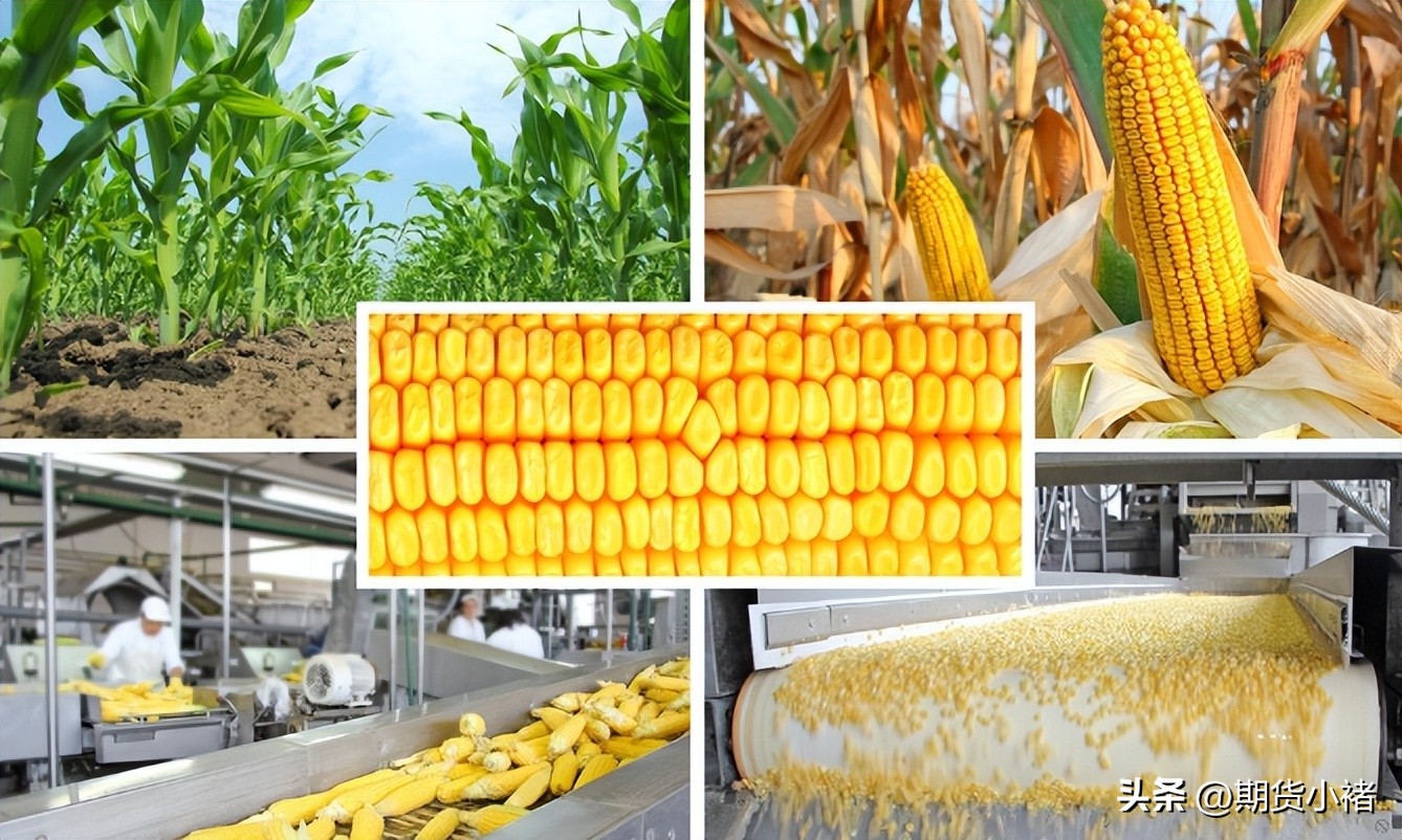 玉米盘中强势上涨,玉米现货上涨