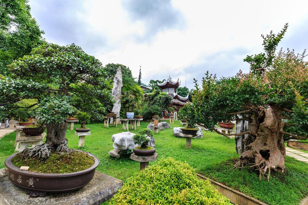 新手入门盆景老桩如何嫁接,石头盆景初学入门技巧