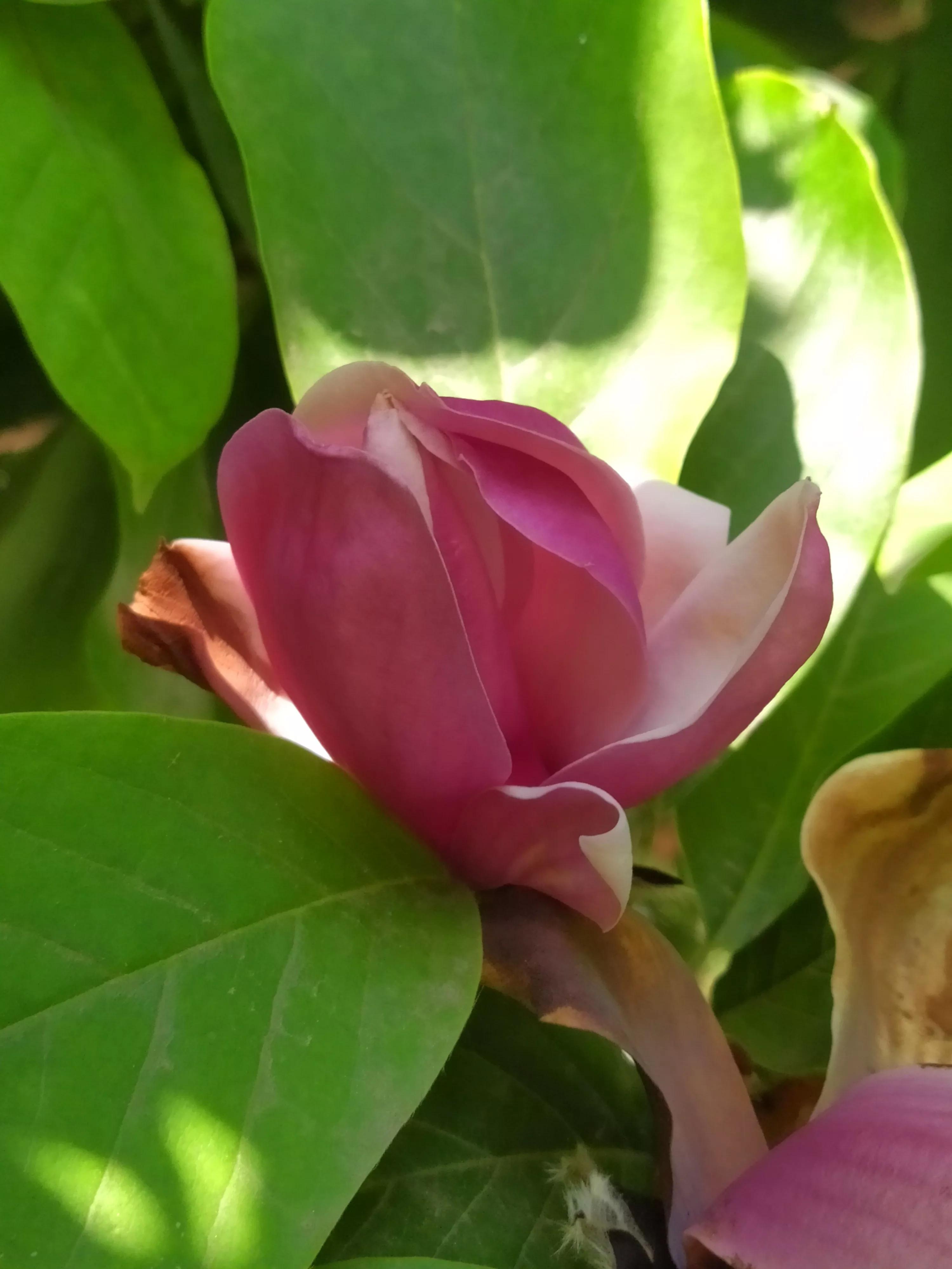 玉兰花不是春天开花吗,玉兰花在冬季和早春开花