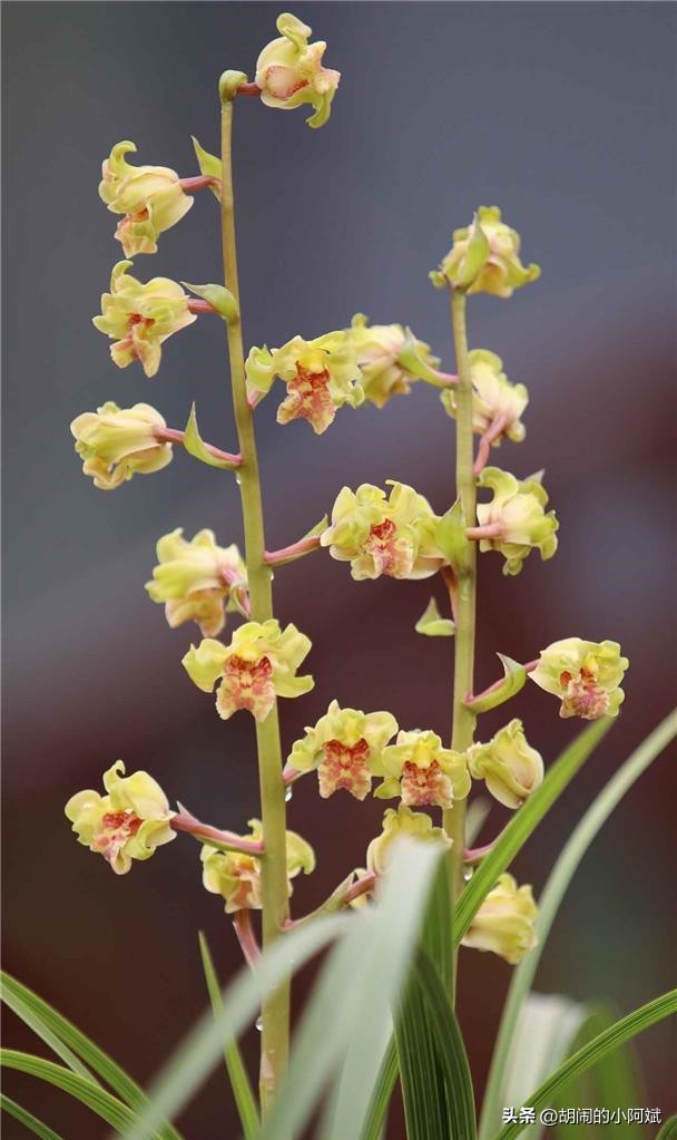 浙江发现一棵兰花，确实很“惊艳”，美翻你的客厅，好似祥云降临