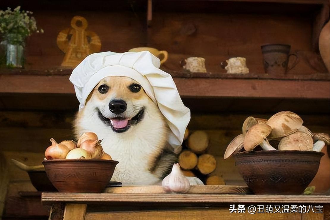 狗狗肠胃炎吃什么消炎,狗狗肠胃炎吃什么药消炎