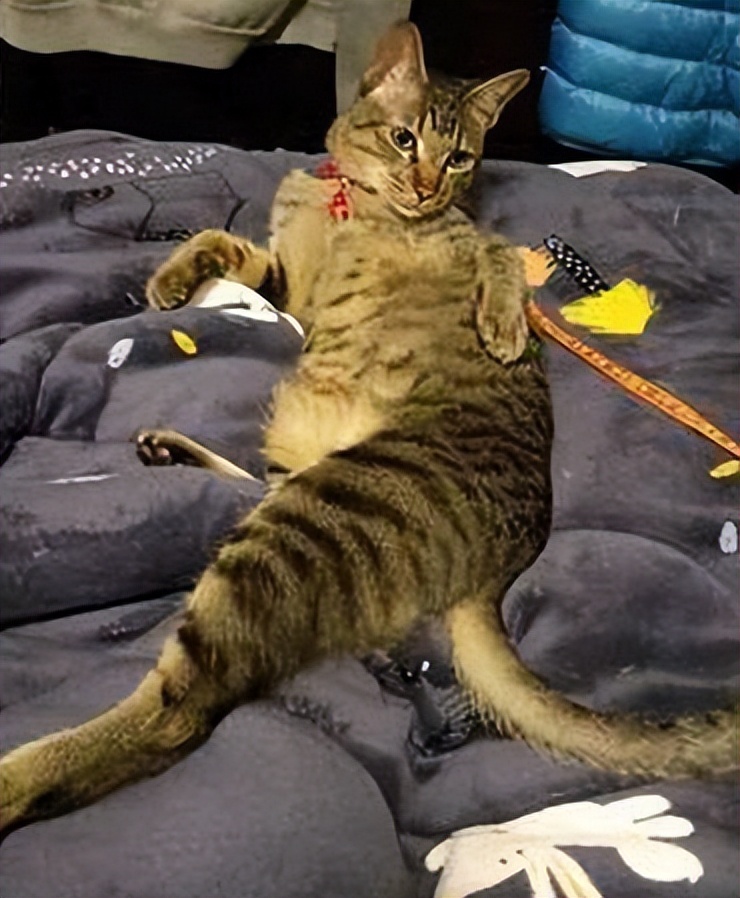 猫咪每天早上来要求摸摸怎么回事,猫咪摸摸头