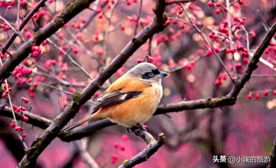 江苏赏梅胜地,江浙沪赏梅小众