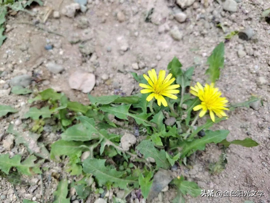 一年级自己画图写话,一年级看图说话写话