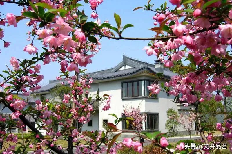 西湖别墅区青龙山庄,杭州西湖边的别墅青龙山庄