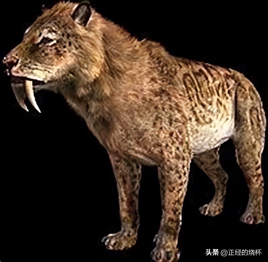 剑齿虎与人类的体型对比图片,剑齿虎最怕什么物种