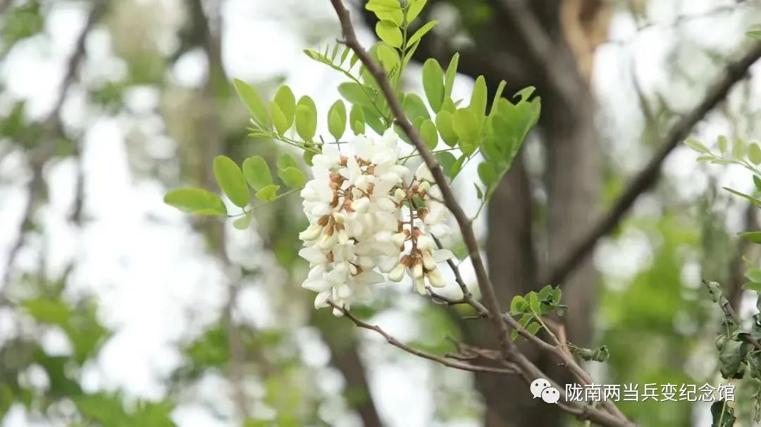 五月槐花香和洋槐蜜有什么区别,又是一年槐花香重温儿时有趣事儿