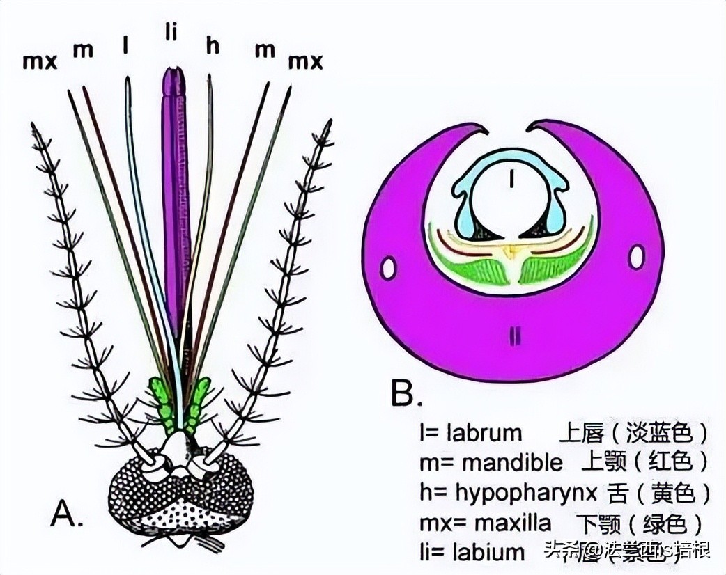 收走蚊子的作案工具,没收蚊子的工具