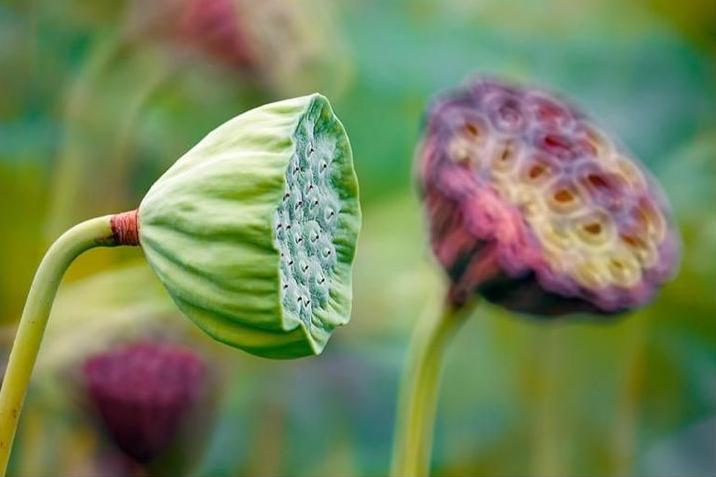 描写莲子长参的诗词,形容莲子好吃的诗句