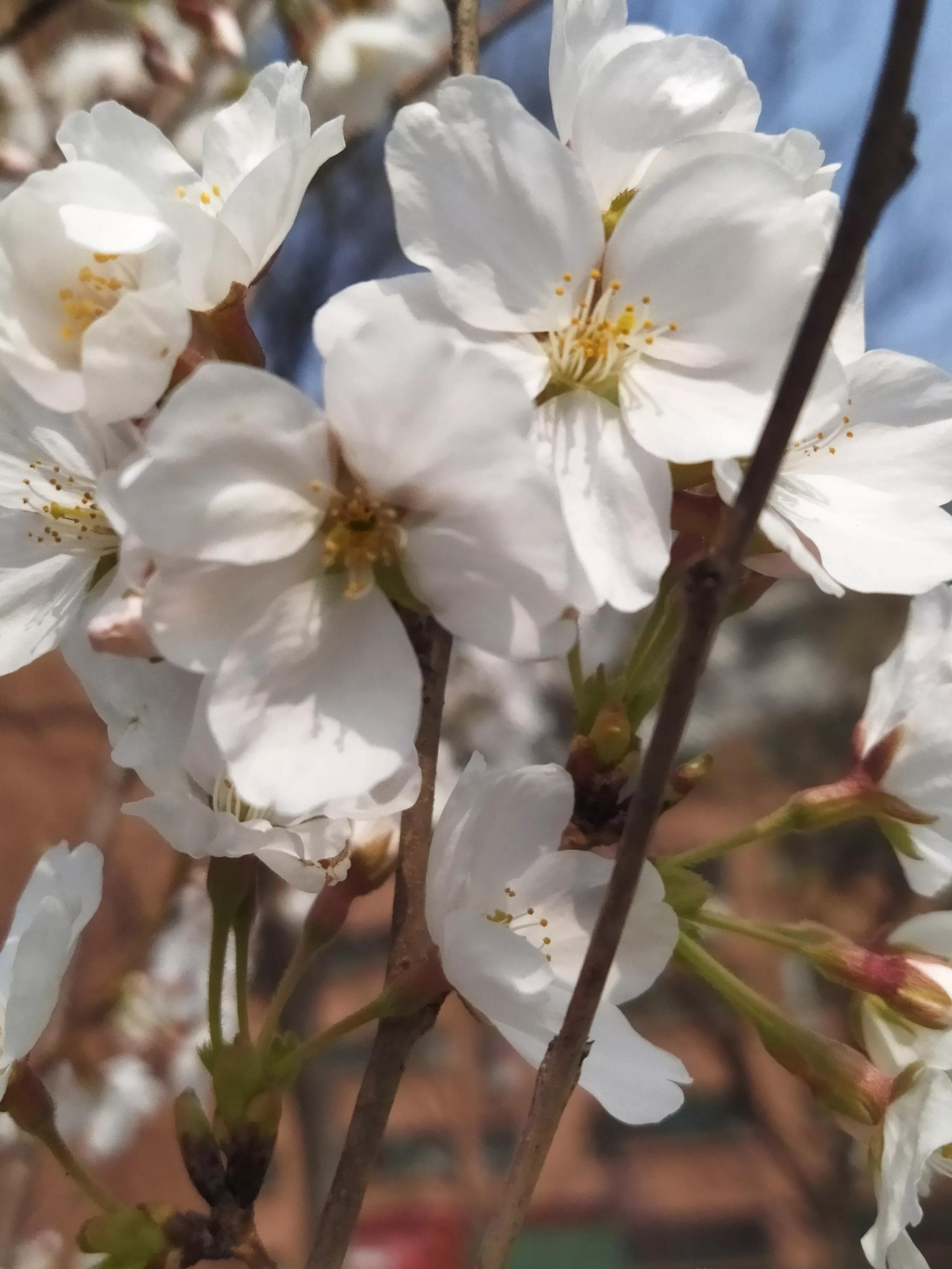 樱花烂漫的唯美句子,樱花烂漫几多时李商隐
