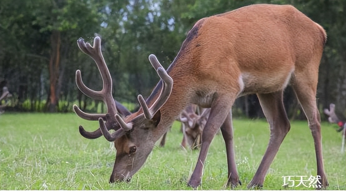 新西兰马鹿茸值得买吗？今天一次性讲明白