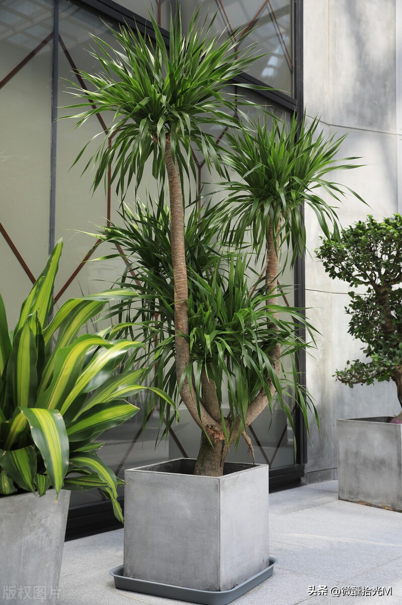 客厅摆放什么绿植好看又好养,客厅最适宜摆放的绿植