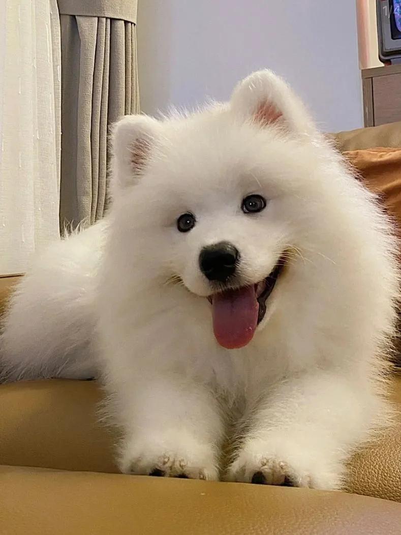 世界上最萌的狗狗名字,可爱的萌狗狗图片大全