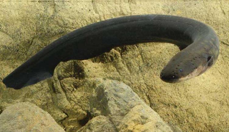 鳄鱼袭击电鳗打法视频,鳄鱼袭击鳗鱼