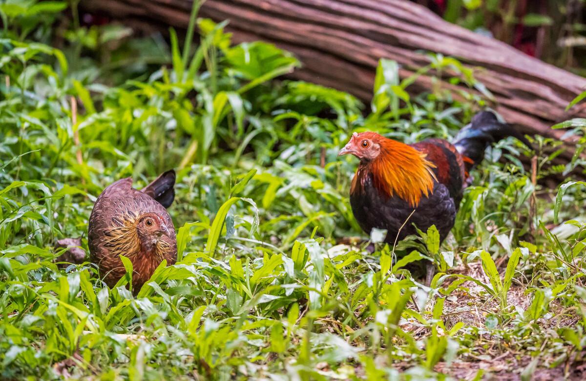 250cc血换30枚蛋！台湾省缺蛋让民众崩溃，大陆为啥没有缺蛋荒？