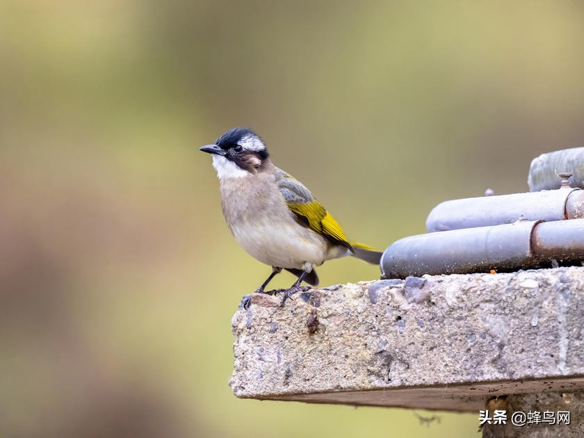 佳能rf800mmf5.6评测,佳能rf800mm二代