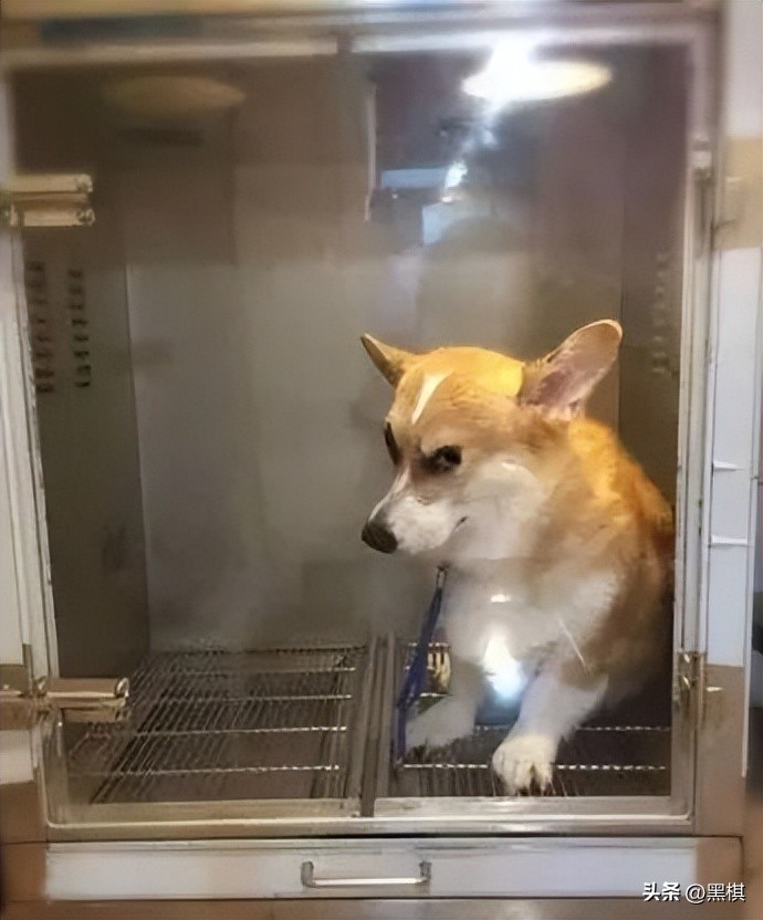 不同狗狗发情期的表现不一样，快来看看你家狗狗即将发情的样子。