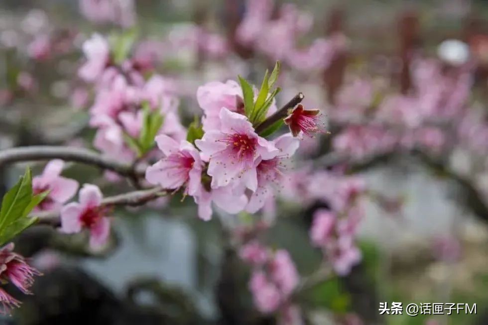 上海桃花节旅游攻略,桃花节推荐去哪里旅游