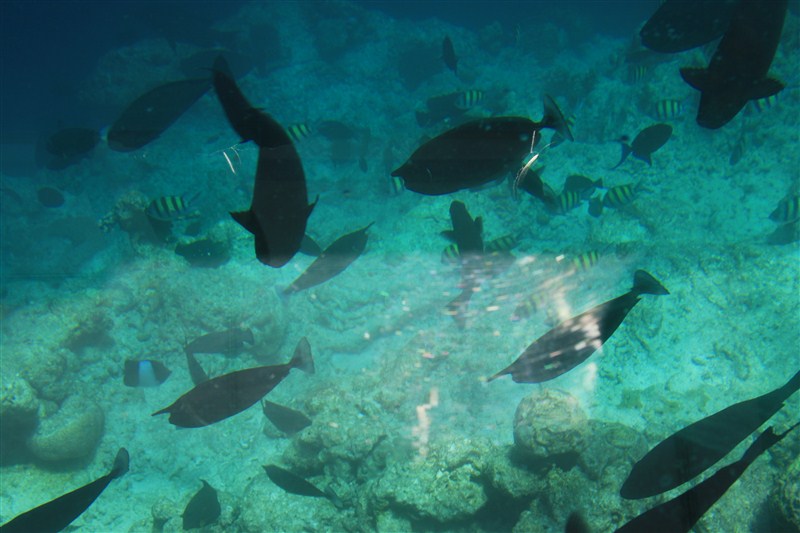 马尔代夫蜜月免费项目,蜜月旅游去马尔代夫哪个岛屿最好