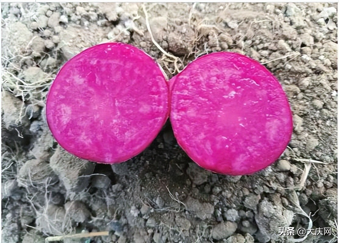 咱大庆这些“中国种子”超级牛