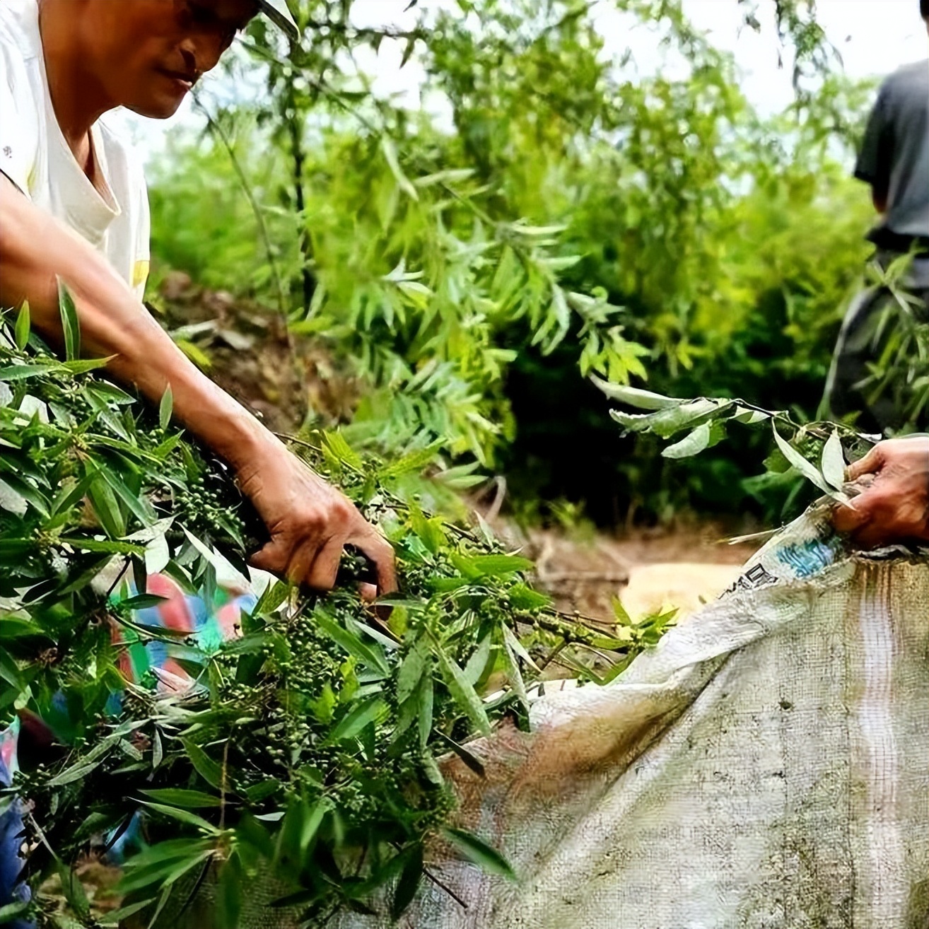 原创散文|山胡椒果迷人，花也十分惹眼