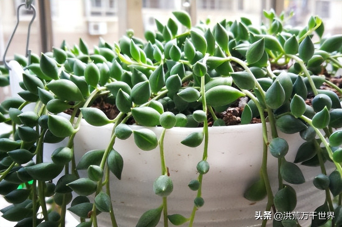 情人泪夏天的养殖方法,情人泪吊兰的养殖方法