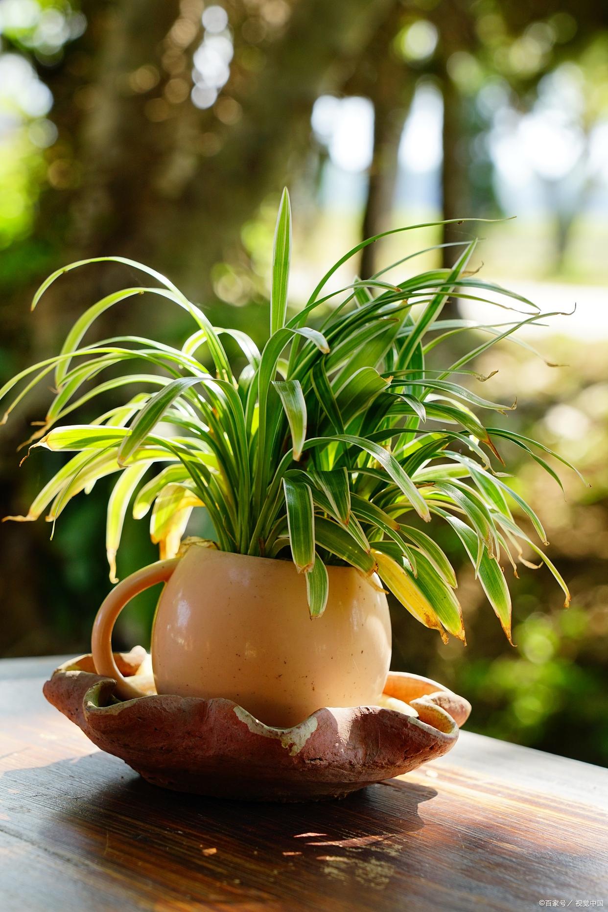 金边吊兰换盆后叶子发白怎么了,吊兰叶子发白怎么回事