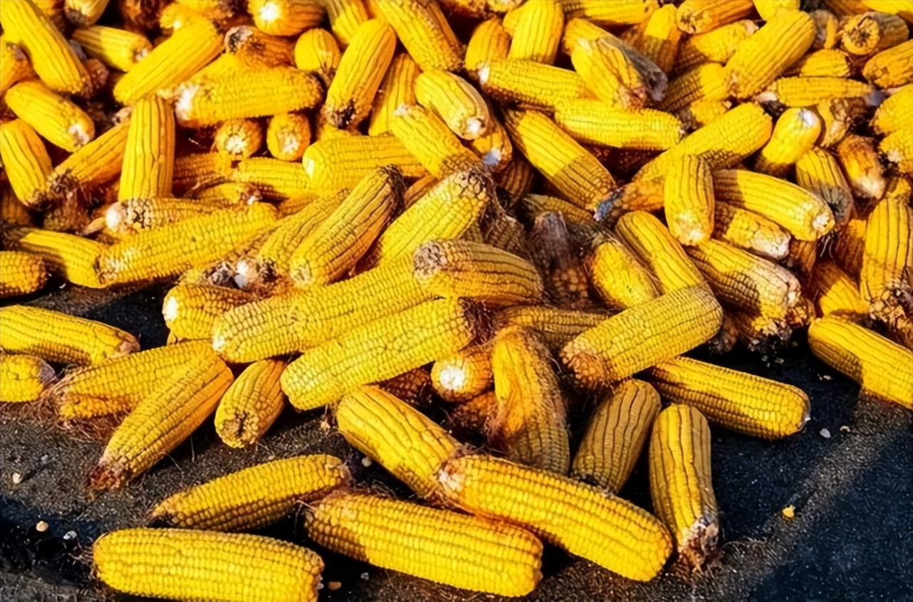 冲高回落豆粕将继续高位震荡,地区豆粕主流报价跌至2500元吨