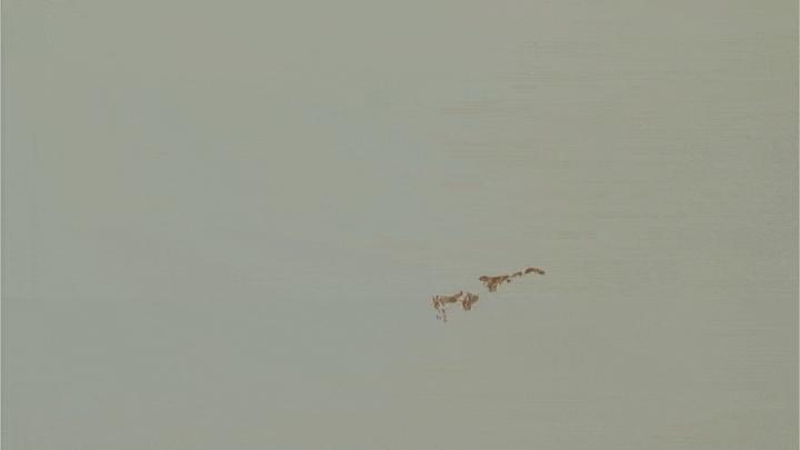 咒怨录像版深度解析,咒怨恐怖镜头合集下