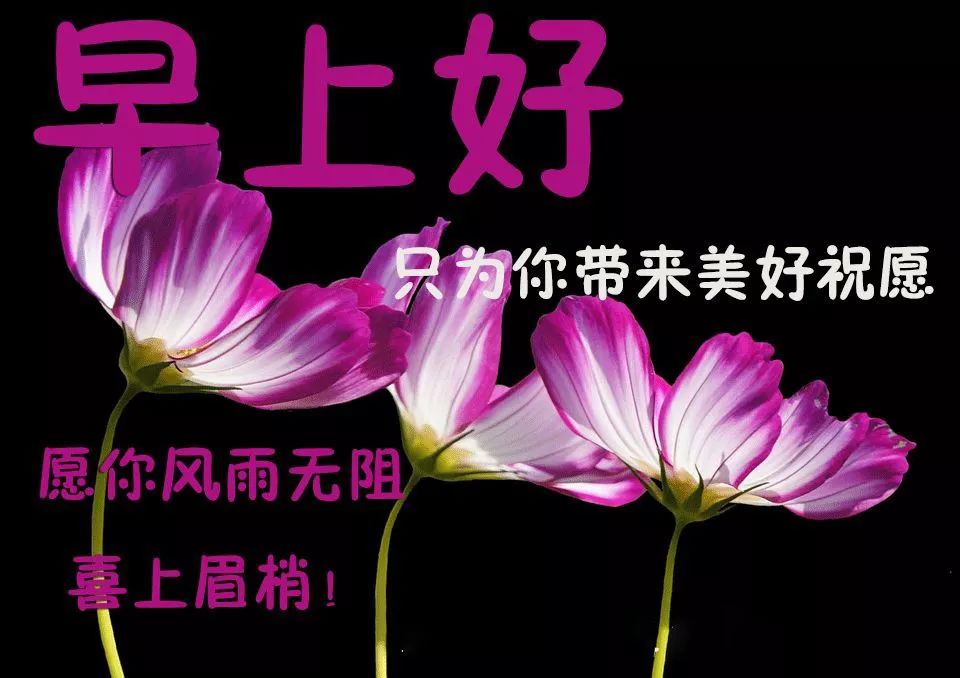 周三早上好祝福语大全,周一早上好微信祝福语大全