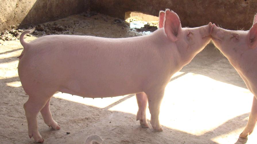 刚出生的小猪仔母猪没奶喂怎么办,母猪没有奶水怎么喂刚刚下的小猪