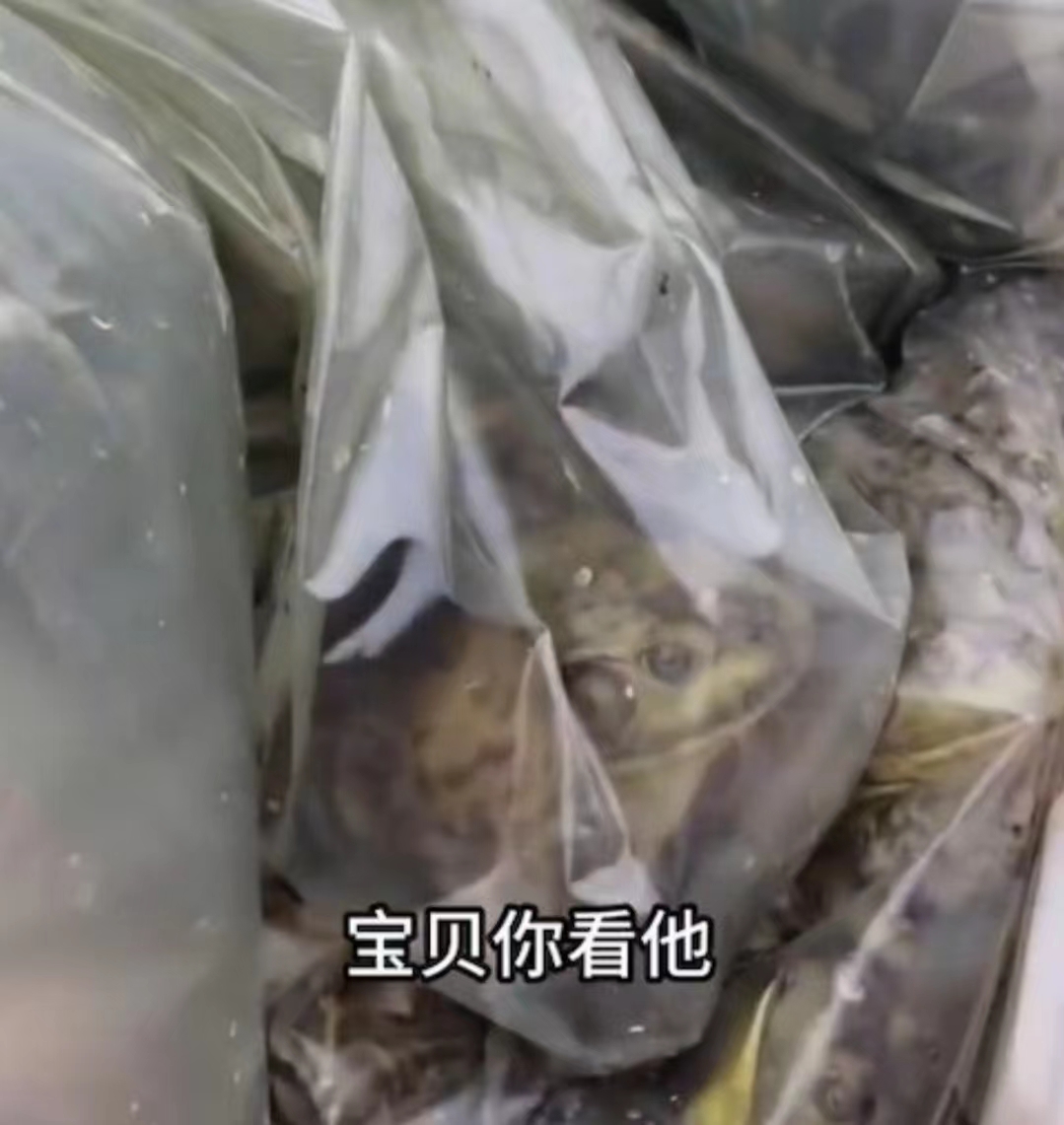 好心做坏事！TVB前女星带女儿郊外大量放生牛蛙，被网友批没常识