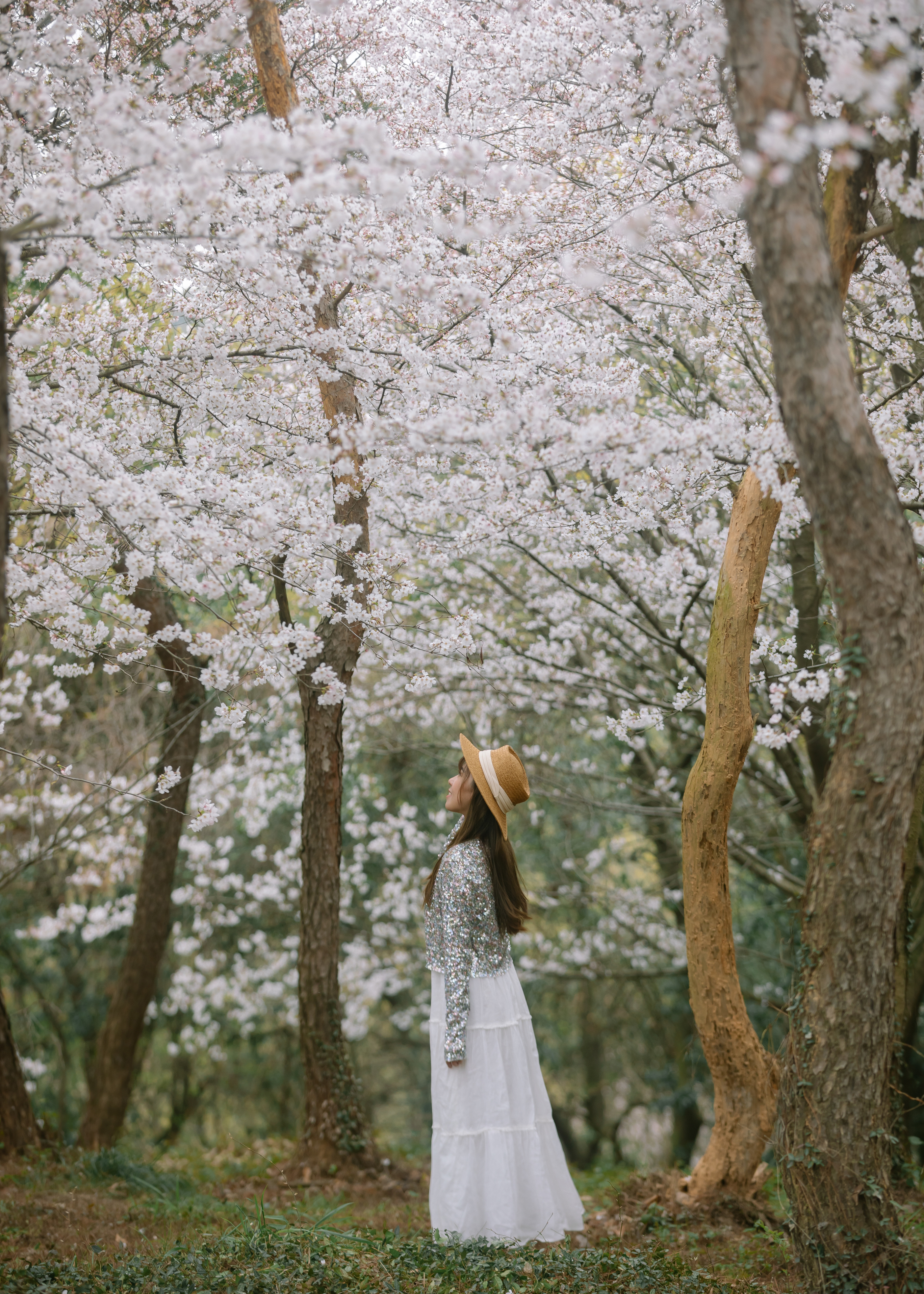 鼋头渚樱花盛宴比日本更令人沉醉,太湖鼋头渚樱花美如画